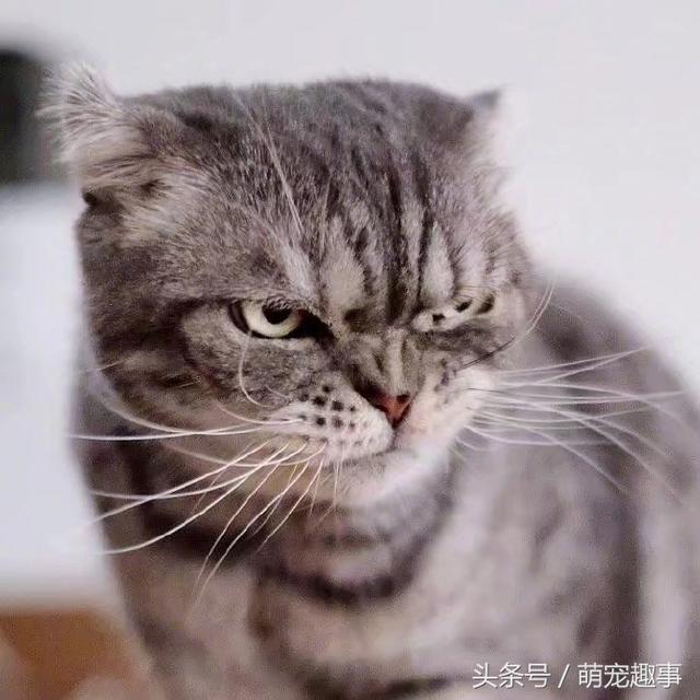 我见过的最凶的猫