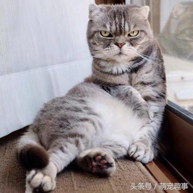 我见过的最凶的猫