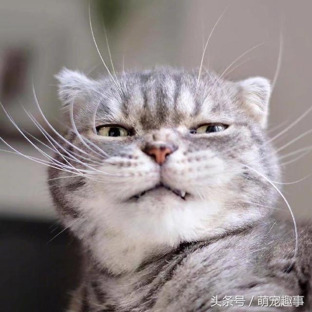 我见过的最凶的猫