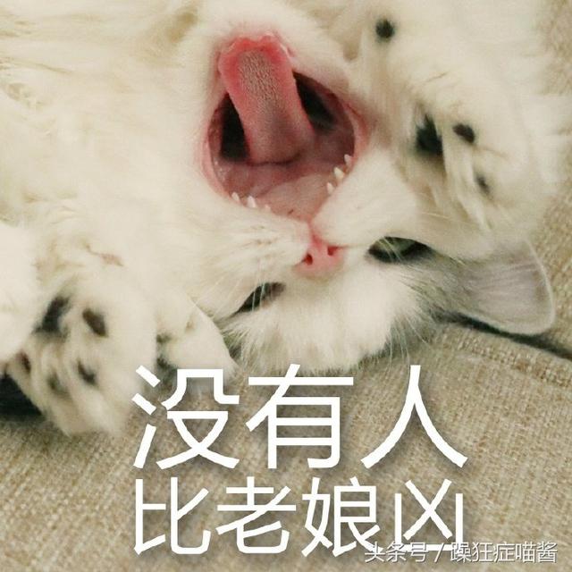 吸猫吸猫吸猫网红超凶猫loki