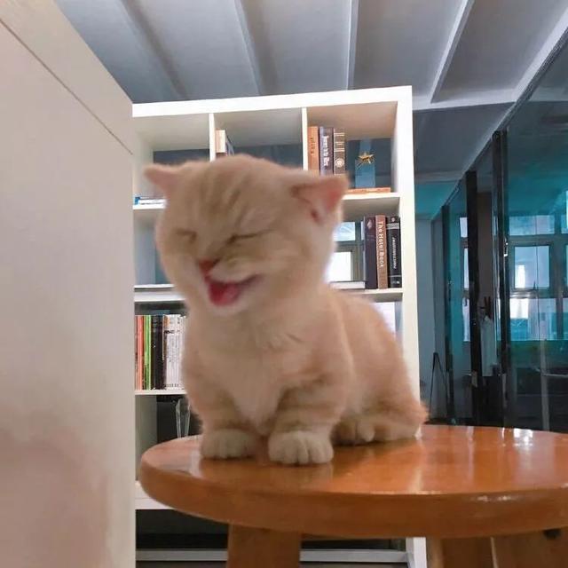 萌死了这么爱笑的猫咪会被偷走的