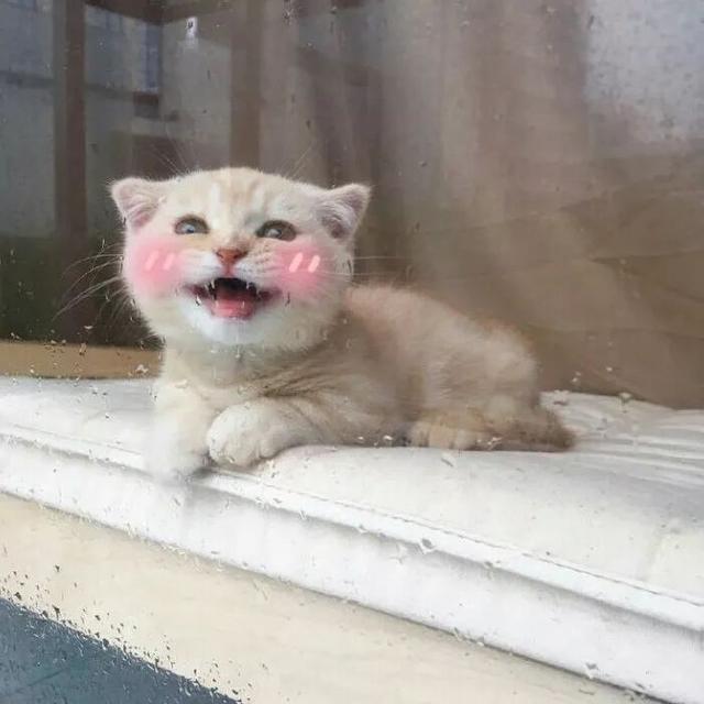 萌死了这么爱笑的猫咪会被偷走的