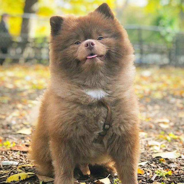 到底是狗还是熊?国外网友棕色博美犬憨态可掬走红网络!