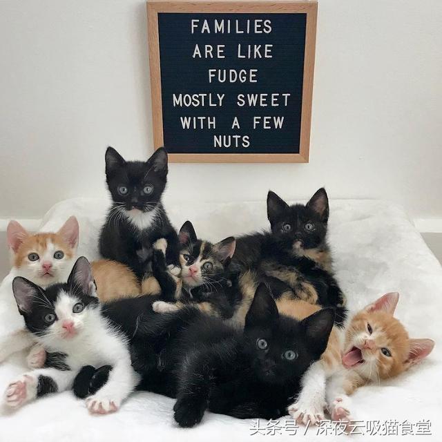 骨瘦嶙峋的猫妈妈带着7只小猫进了收容所