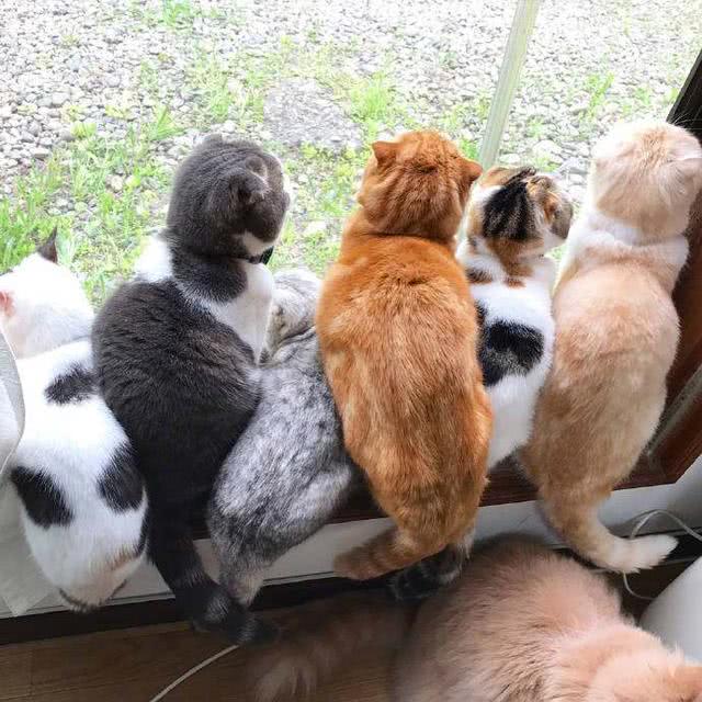 主人家六只可爱的猫咪,网友:一看就是大户人家