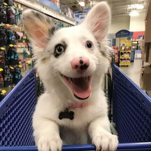 宠物狗狗第一次逛超市十分兴奋看见好吃的还高兴得大叫起来