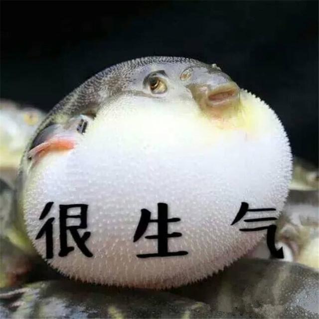 老用说河豚有剧毒你知道河豚宝宝其实萌到爆炸么