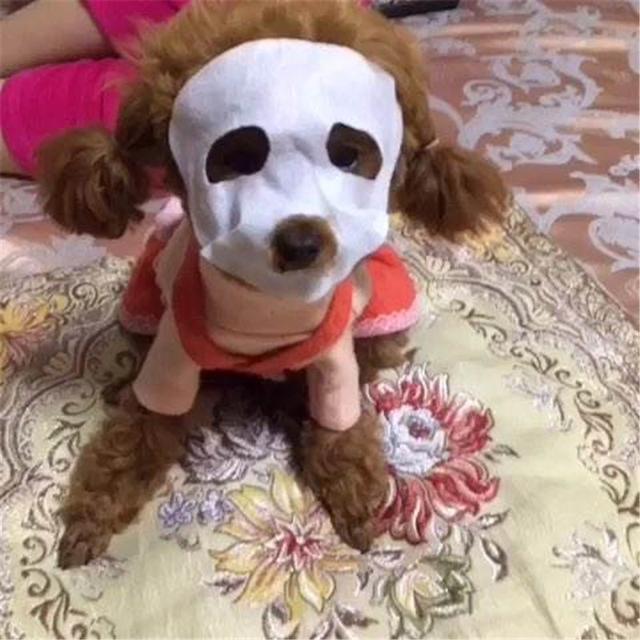 狗狗也要用面膜?人不如狗系列又增加了一项
