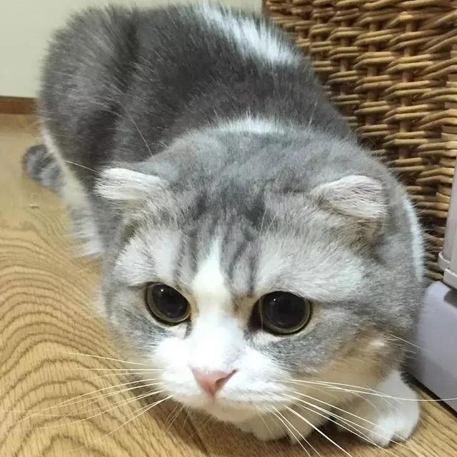 小猫咪撒娇卖萌起来简直不要太可爱,绝对是吸猫赢家呀!