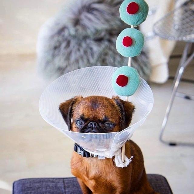 "给你的宠物化妆"突然火了, 这些小猫小狗快被主人玩坏了