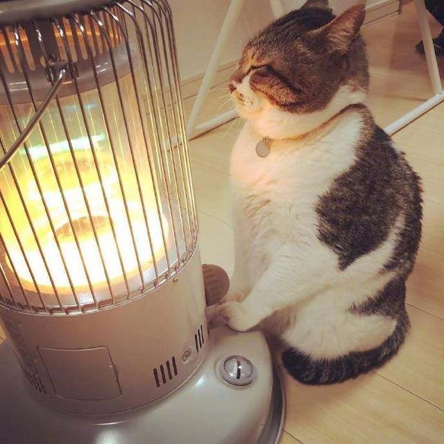 一只烤火的大脸猫,表情安逸的很,网友:这回算是舒服喽!
