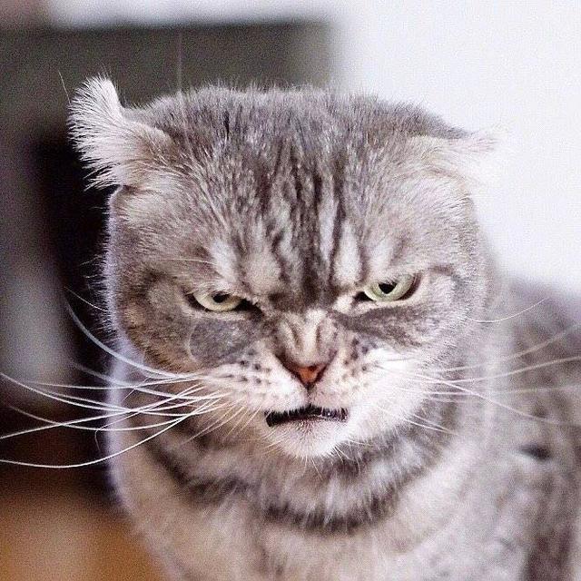 家里养的这只猫咪,从来都不卖萌,非常的霸气!