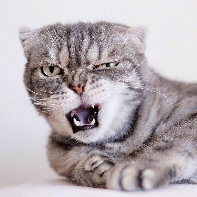 家里养的这只猫咪,从来都不卖萌,非常的霸气!