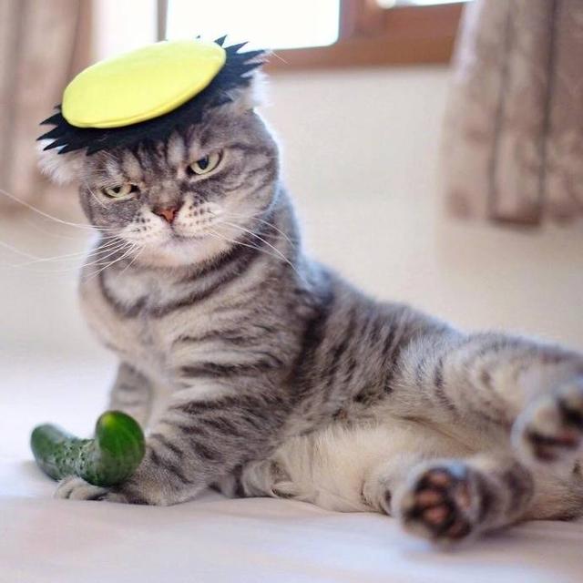 家里养的这只猫咪,从来都不卖萌,非常的霸气!