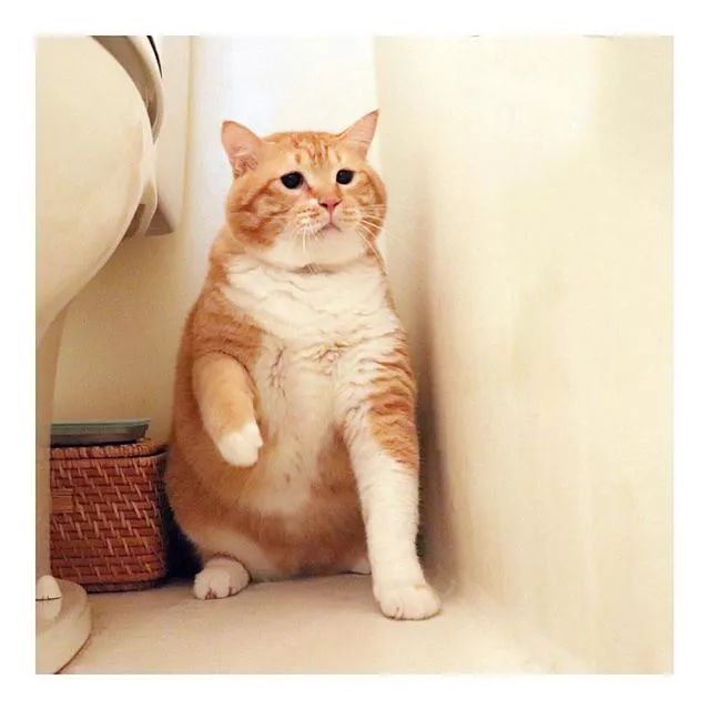 日本这只胖丧橘猫,别是只猪变的吧!