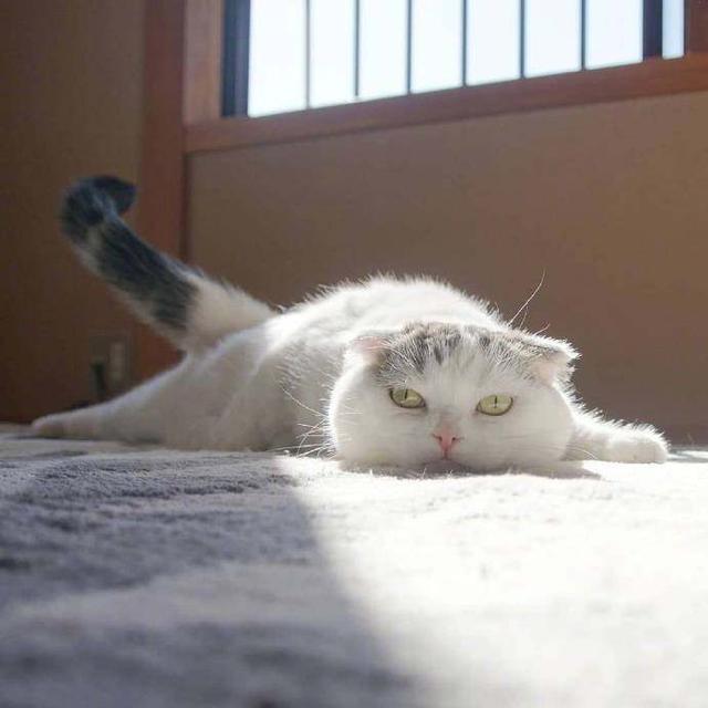 一只颓废的猫咪,到哪都是瘫着,网友:开始生无可恋啦!