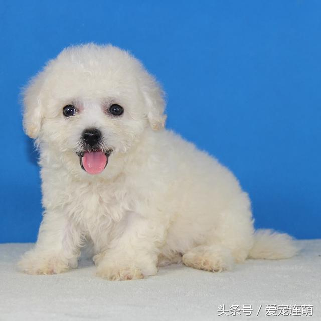 幼犬颜值vs成犬颜值,狗大十八变|幼犬|十八变|阿拉斯加_新浪新闻