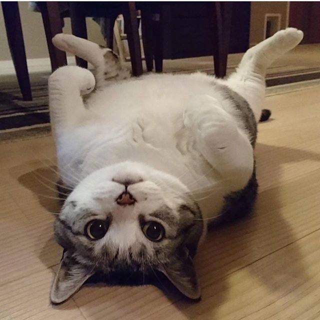 比葛优躺更有毒的是猫咪瘫