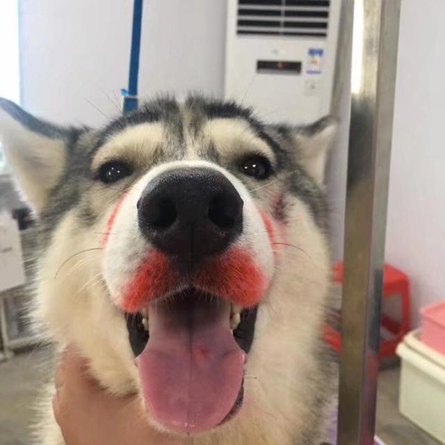 女主用口红给狗狗化妆,模样超娇艳,狗:我是公狗