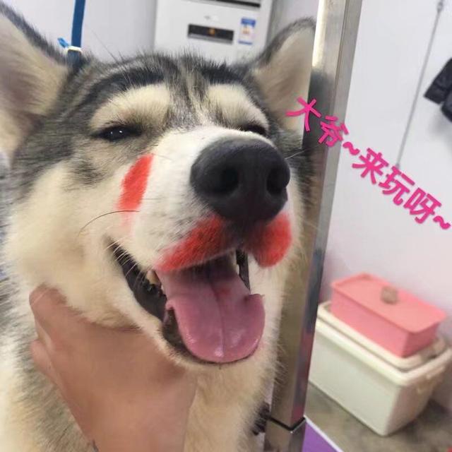 女主用口红给狗狗化妆,模样超娇艳,狗:我是公狗