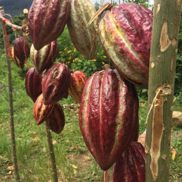 这种长相跟味道成反比的野果,你无法想象,它好吃到什么程度