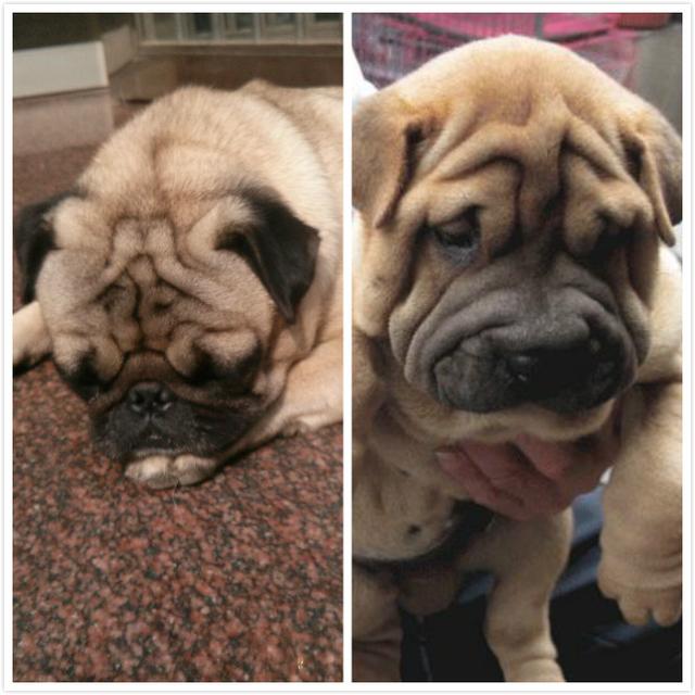 巴哥犬就是沙皮狗?我们不一样!