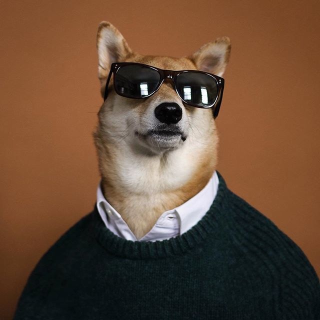 bodhi美国纽约柴犬绰号男装犬模发了676张照片