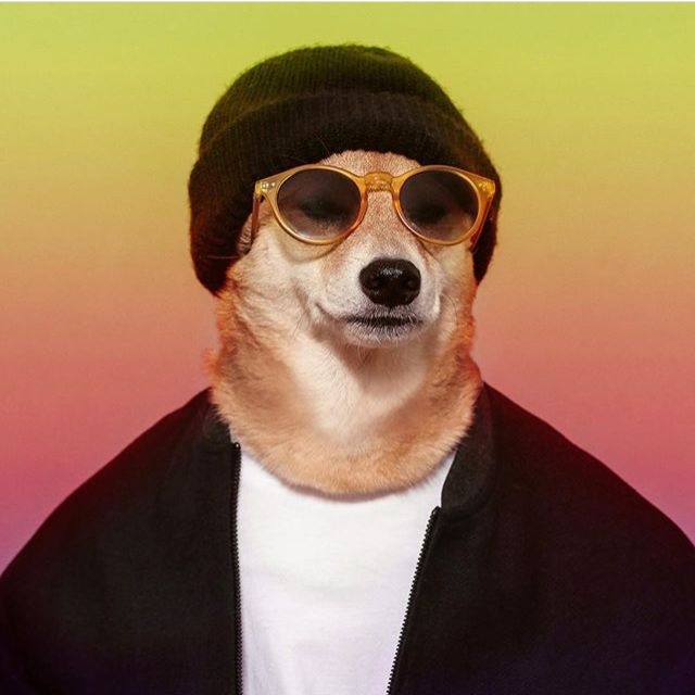 bodhi美国纽约柴犬绰号男装犬模发了676张照片