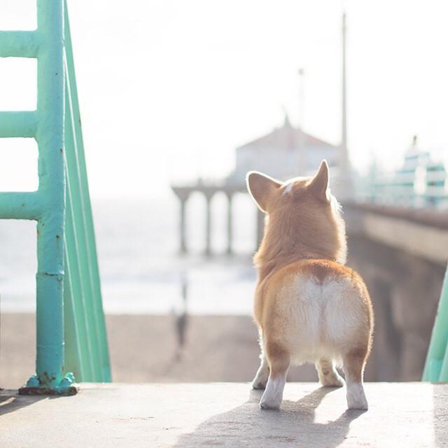 无限晒屁屁的柯基臀模超疗愈圆润俏臀让人好想捏一把啊