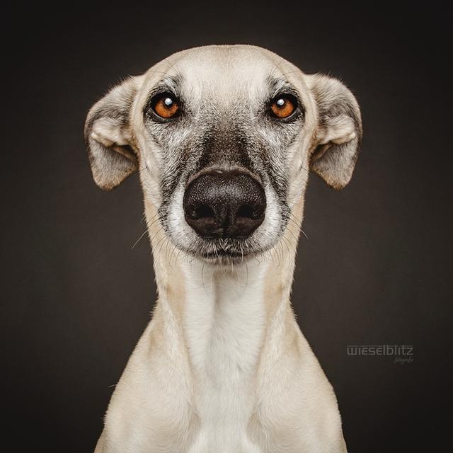 充满喜感的动物摄影!喜欢哪个?请牵走!