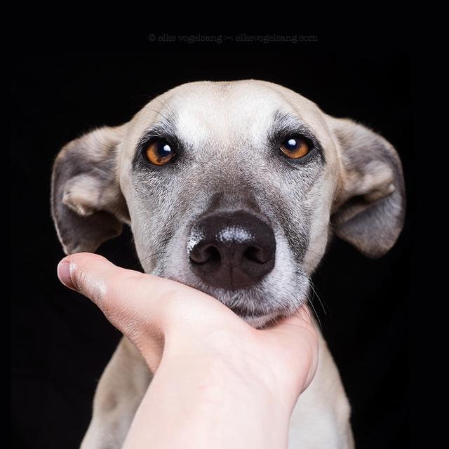 充满喜感的动物摄影!喜欢哪个?请牵走!