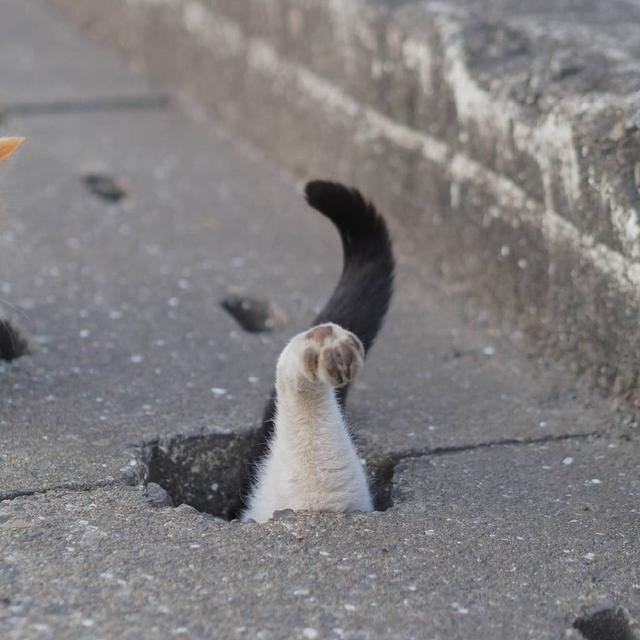 求解,为什么喵星人都那么喜欢钻地洞?