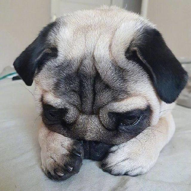 一只总是很难过的狗狗委屈的快要哭出来了好像抱抱它