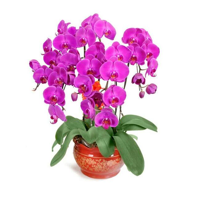 重磅推荐八种最具寓意的年花黄金万两红红火火过新年