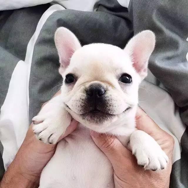 我见过最完美的狗,就是法国斗牛犬|法国斗牛犬|比熊|抱一抱_新浪新闻