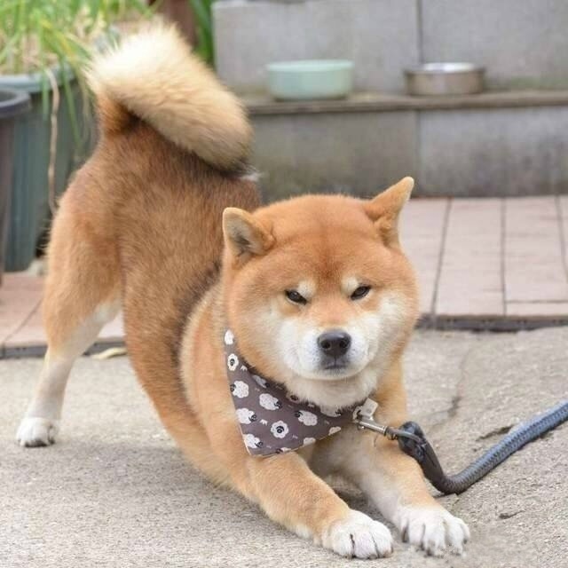 岛国一只叫ryuji的柴犬总爱露出霸道总裁式的邪魅狂狷笑容