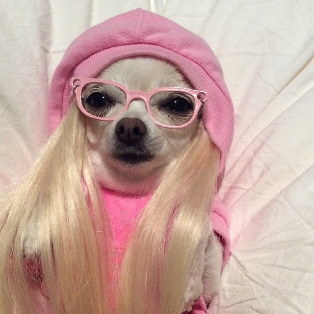 宠物打扮起来,美得让你不敢相信!