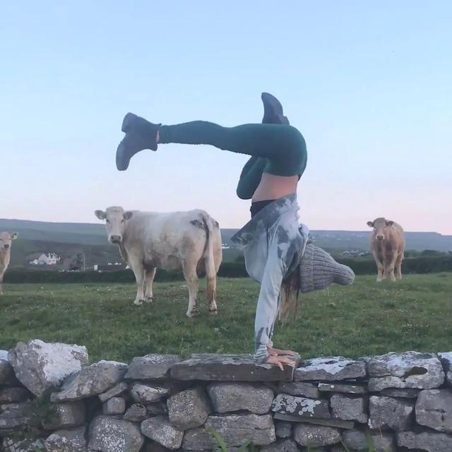 牛|牧场|劈叉_新浪新闻