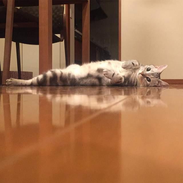 能躺就不站的喵星人,喜欢仰躺像是在讨摸摸一样!|喵星人|跳台|帐号_新