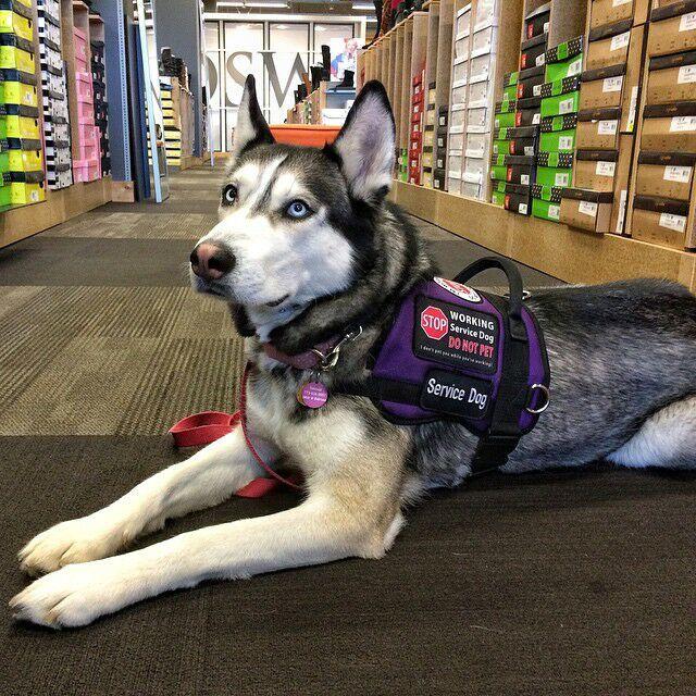 这只哈士奇除了卖萌装傻之外|哈士奇|搜救犬|飞盘_新浪网