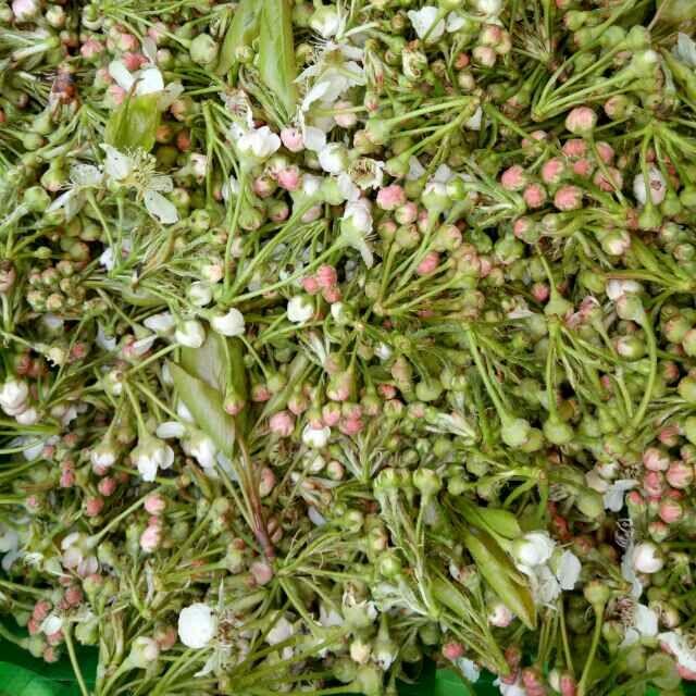 山花烂漫美食来,吃花的云南人真会享受