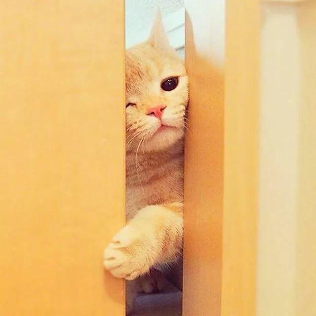主人偷吃,没关紧门,这猫咪在门缝看得口水直流!