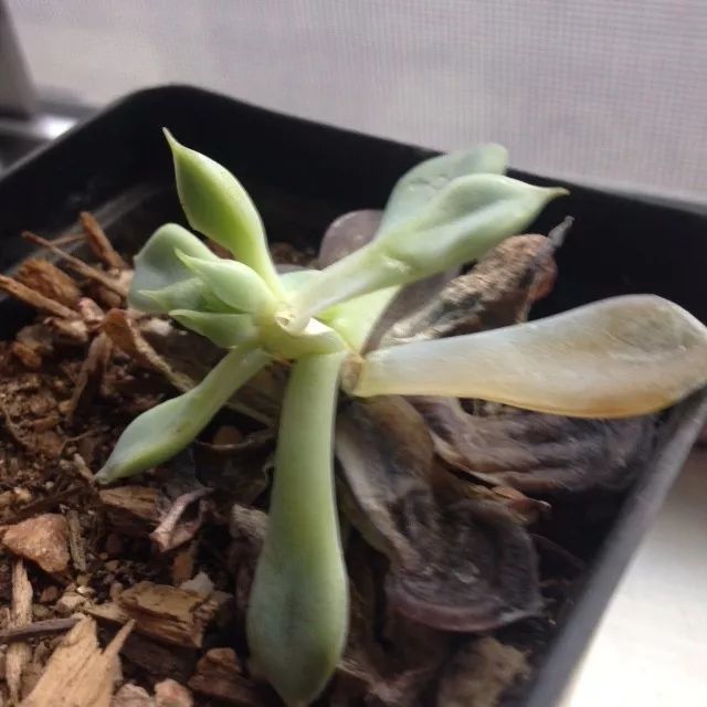 过年在花市买的多肉植物没两天就枯萎化水了,就是这4个原因了