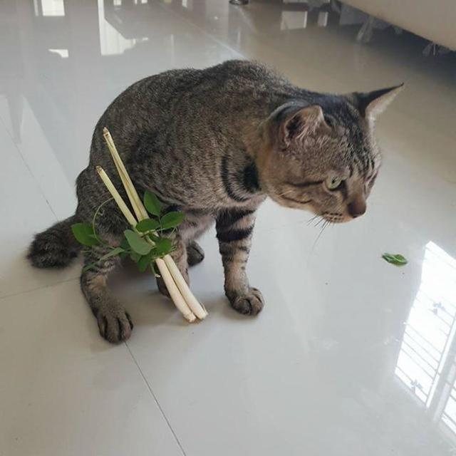 猫咪摔断了腿,非常值得看的一篇文章