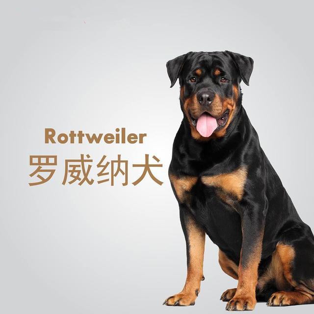 10澳洲牧牛犬 (专业牧牛)澳洲牧牛犬,别名又叫做昆士蓝赫勒犬