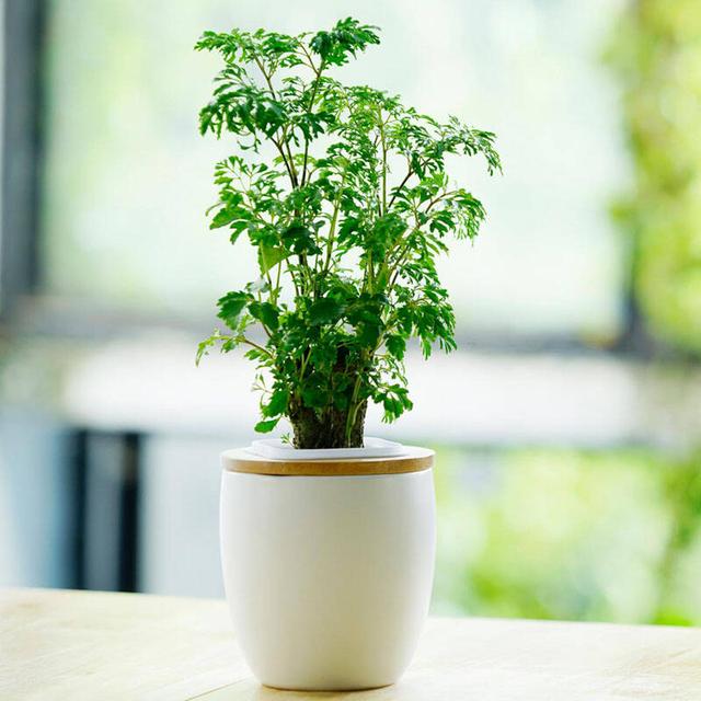 这几种植物不用阳光照样蹭蹭的长放家里没人管直接长出半人高