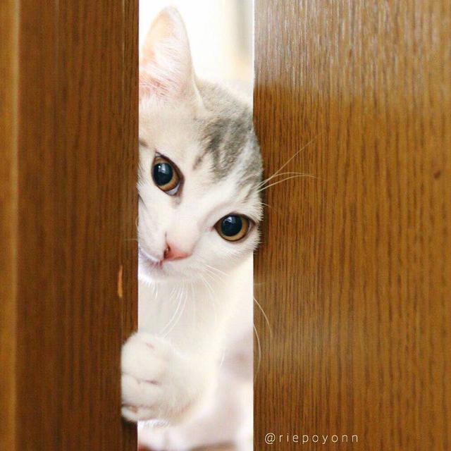 猫咪在门边偷窥主人 眼睛直勾勾的 网友:干羞羞的事情哦!