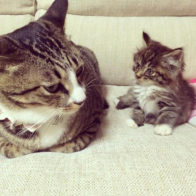 这对猫咪父子的日常也太甜了吧~ 果然是"虎父无犬子"!