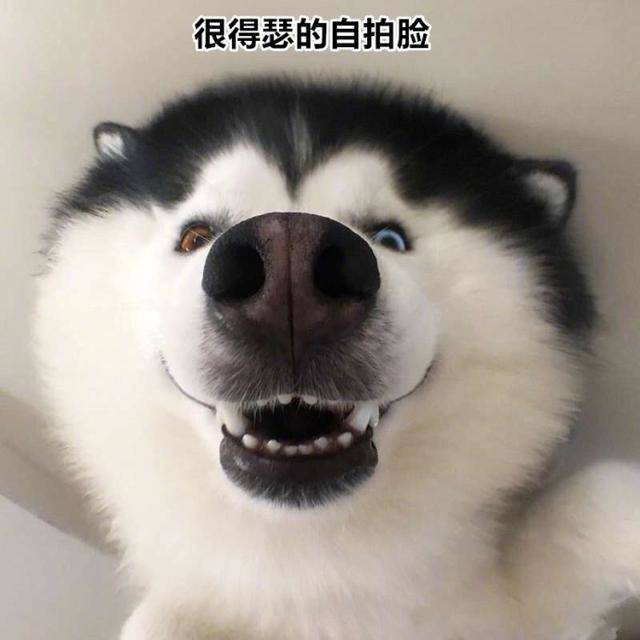 和二哈一起生活,简直就是每天被一个行走的表情包环绕着的体验