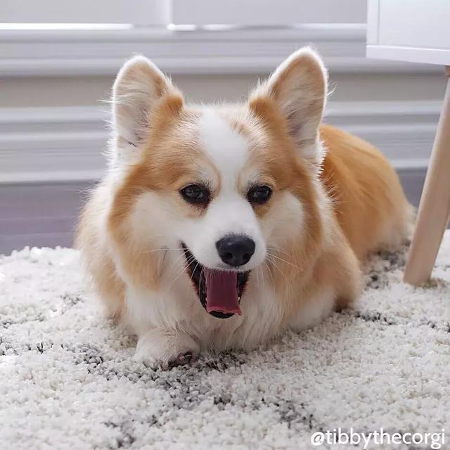 你们狗子该不是吃可爱长大的吧!怎么能这么萌?